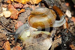 Macro body snail on leaf
