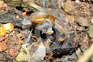 Macro body snail on leaf