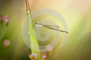 Macro, bokeh, insect, mammals, nature, flowers, black and white