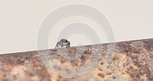 Macro of Bold Jumping Spider Phidippus audax on Fence Post