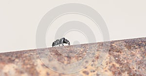 Macro of Bold Jumping Spider Phidippus audax on Fence Post