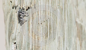 Macro of Bold Jumping Spider Phidippus audax on Fence Post