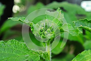 Macro of borage herb flower buds inbetween leaves