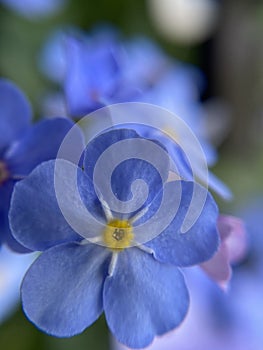 Macro Botanical blue Flower