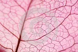 Macro of a bougainville flower leaf