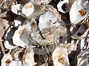 close-up from a bowl of empty oysters