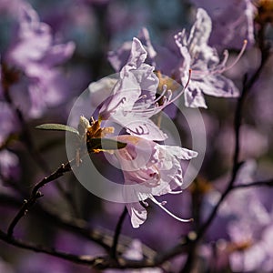 Macro of a branch of Ledum flower
