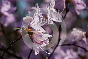 Macro of a branch of Ledum flower