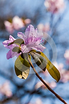 Macro of a branch of Ledum flower