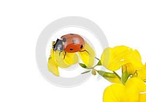 Macro, branch of linaria with ladybug isolated on white