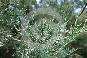 Macro of branch of Pfitzer juniper with berries photo