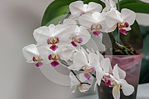 Macro of branch white orchid flower Phalaenopsis `Pandora`, known as the Moth Orchid or Phal.