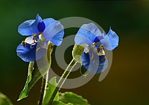 Macro of a bright blue elegant flower. Commelina Coelestis “Sleeping Beauty” on dark background