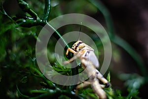 Macro of a bright coloured grasshopper sitting on grass dark green dof sharp focus space for text macro reptile jungle aquarium