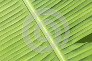 Macro of bright green banana leaf