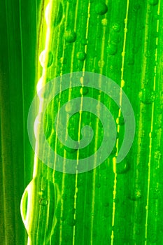 Macro of bright green plant