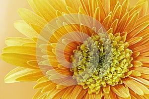 Macro of a Bright Orange Chrysanthemum Flower