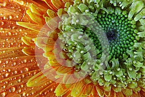 Macro of a Bright Orange Chrysanthemum Flower