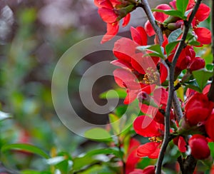 Macro of bright red spring flowering Japanese quince Chaenomeles japonica on blurred green background