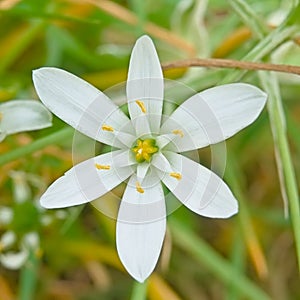 Bright white garden star of Betlehem flower, closeup photo