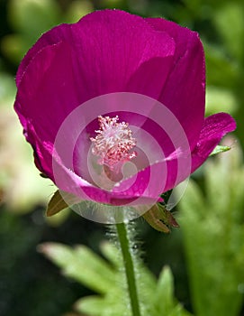 Macro of a Brightly Colored Purple Flower