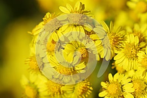 macro of brilliant wild yellow little daisy flowers