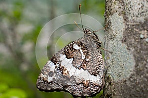 Macro of a Brintesia circe moth perched on a tree trunk