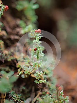 Macro of British Soldier Lichen