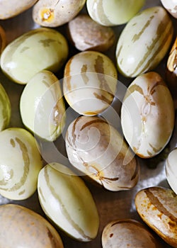 Macro of broad beans