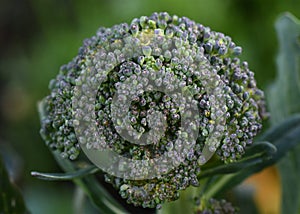 Macro of broccoli floret in the garden