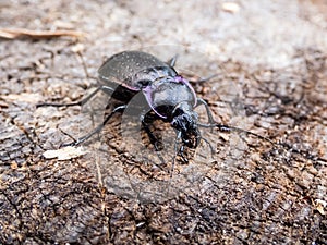Macro of the Bronze ground beetle or bronze carabid (Carabus nemoralis)
