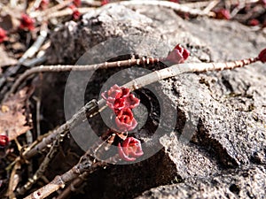 Macro of bronze-red rose shaped leaves of the semi-evergreen stonecrop Sedum spurium `Fuldaglut` in spring growing in the gard