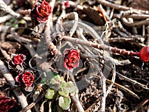 Macro of bronze-red rose shaped leaves of the semi-evergreen stonecrop Sedum spurium `Fuldaglut` in spring growing in the gard