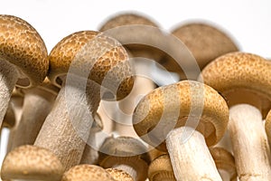 Macro brown beech mushrooms or  Shimeji mushroom or Bunna-shimeji on white background, worm eye view image
