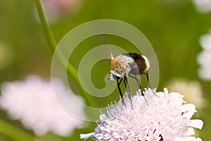 Macro of brown bug sitting on purple flower