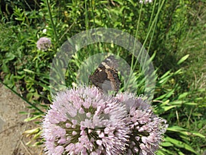 Macro brown butterfly on the flower