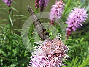 Macro brown butterfly on the flower