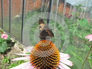 Macro brown butterfly on the flower