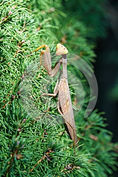Macro of brown female European Mantis or Praying Mantis in natural habitat. Mantis Religiosa looking at camera