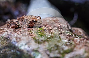 Macro of a brown frog