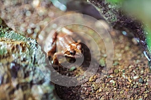 Macro of a brown frog in the water