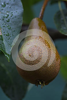 Macro of a brown and green pear