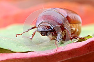Cllose up Brown June Beetle phyllophaga photo