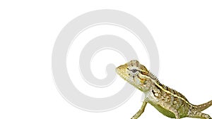 Lizard on the isolated white background