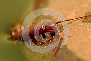 Macro of a brown scolopendra or stone centipede Lithobius forficatus crawling out of water; fine details of the head