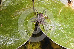 Macro of a brown spider on a lily pad