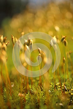Macro of bryum moss on forest floor