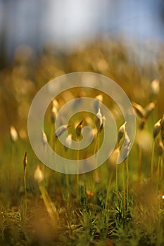 Macro of bryum moss on forest floor