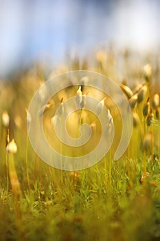 Macro of bryum moss on forest floor