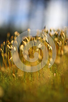 Macro of bryum moss on forest floor